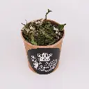DSCF5191.webp